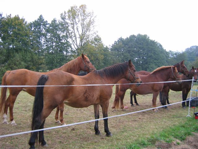 Pferdefamilie