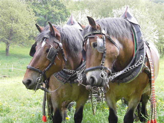 Fruehjahrskutschentreffen_Oberkleen_2006_076