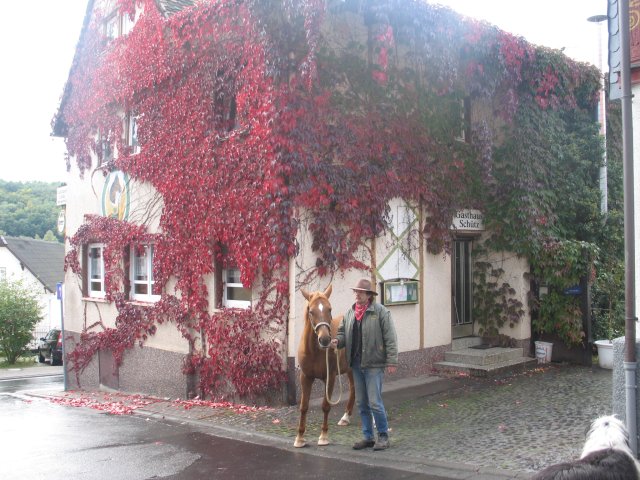 Wilder_Wein_bei_Gasthaus_Schuetz-640x480